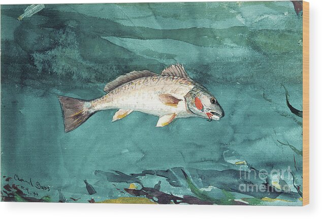 Art Museum Wood Print featuring the drawing Channel Bass by Heritage Images