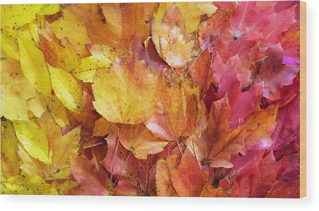 Fall Wood Print featuring the photograph Colors of Fall - Yellow to Red by Jason Fink