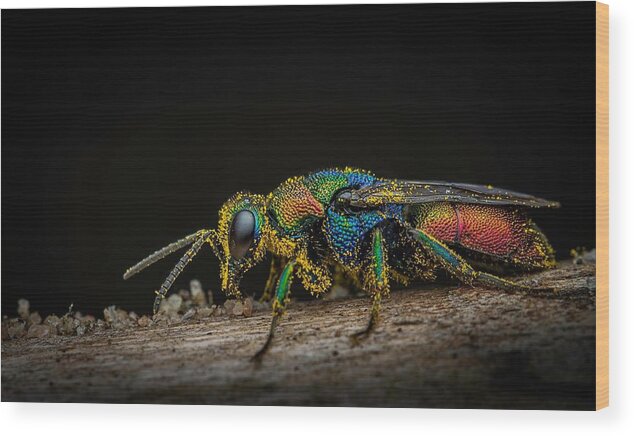 Nature Wood Print featuring the photograph Colours Of Nature by Heymans Tiffany