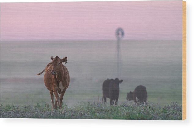 Cow Wood Print featuring the photograph Cows At Dusk by Mei Xu