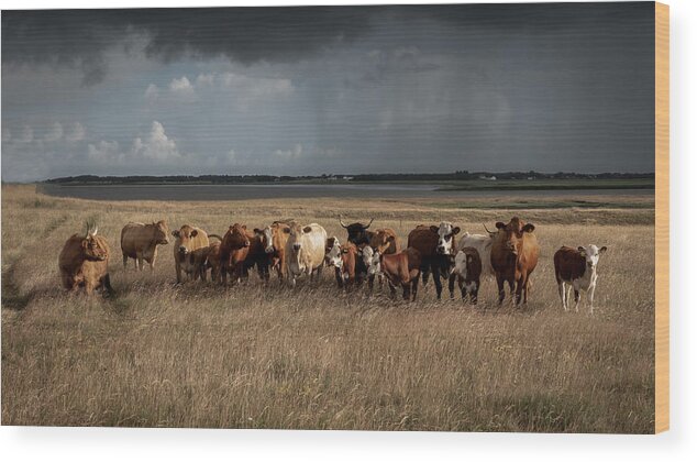 Cows Wood Print featuring the photograph Cows by Fred Louwen
