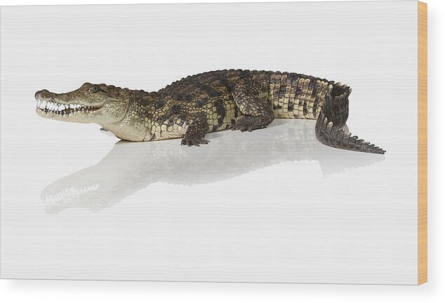 Shadow Wood Print featuring the photograph Crocodile Crocodylus by Jonathan Knowles