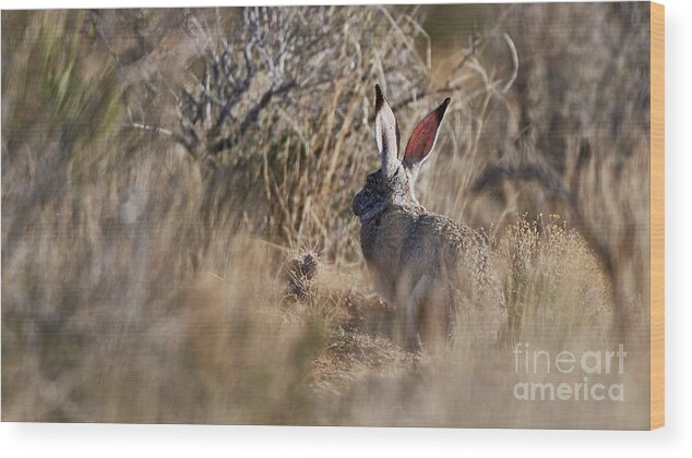 Desert Rabbit Wood Print featuring the photograph Desert Hare by Robert WK Clark