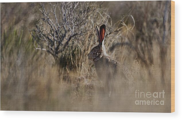 Desert Rabbit Wood Print featuring the photograph Desert Rabbit by Robert WK Clark