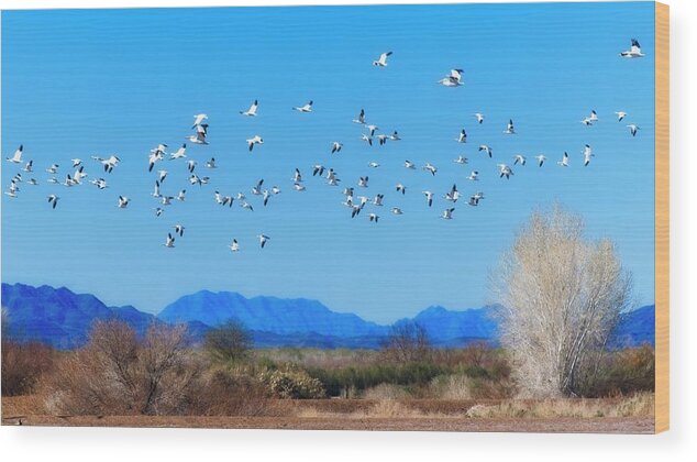 Landscape Wood Print featuring the photograph Dream Geese by Allan Van Gasbeck