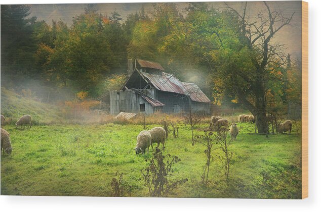 Sheep Wood Print featuring the photograph Early Morning Grazing by John Rivera