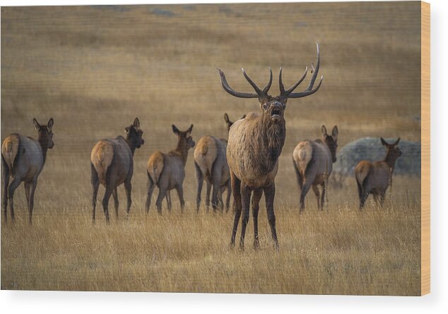 Elk Wood Print featuring the photograph Elk Rut in Full Swing by Gary Kochel