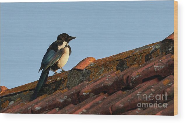 Colorful Wood Print featuring the photograph Eurasian Magpie Pica Pica on Tiled Roof by Pablo Avanzini
