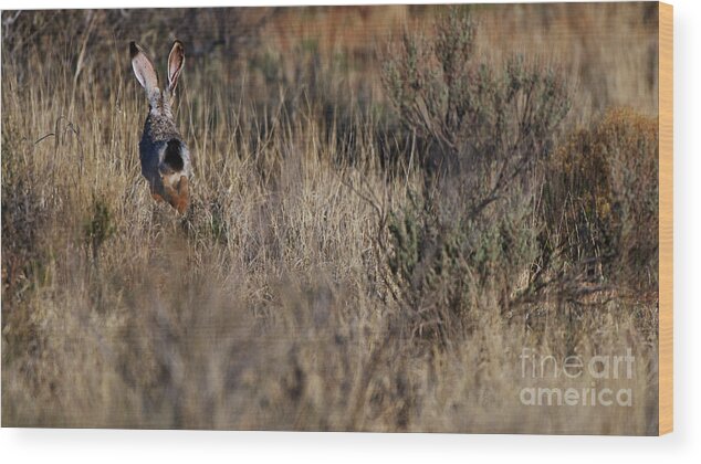 Desert Rabbit Wood Print featuring the photograph Evasion by Robert WK Clark