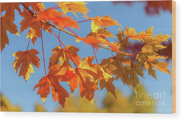 Love Wood Print featuring the photograph Fall Foliage by Dheeraj Mutha