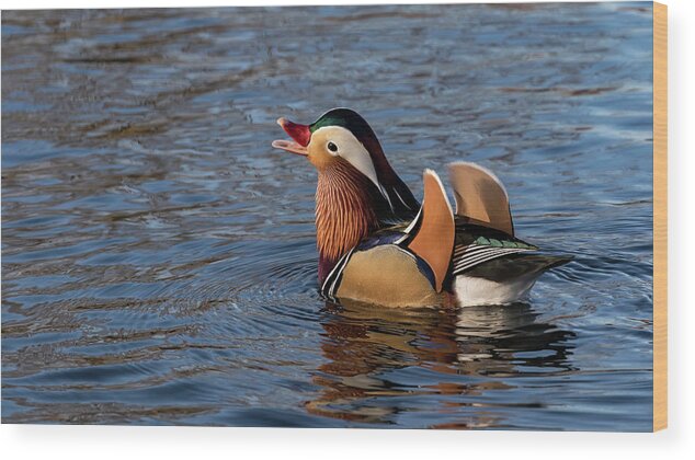 Mandarin Duck Wood Print featuring the photograph Ferdinand by Holly Ross
