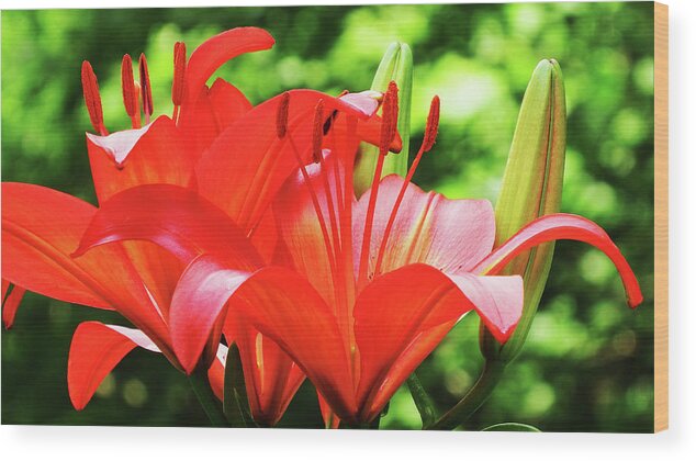Lily Wood Print featuring the photograph Firey Lily by Cathy Harper