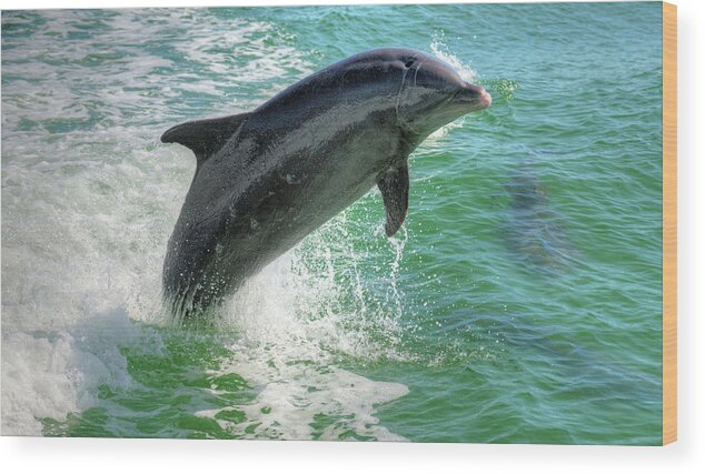 Dolphin Wood Print featuring the photograph Flipper by Debra Kewley