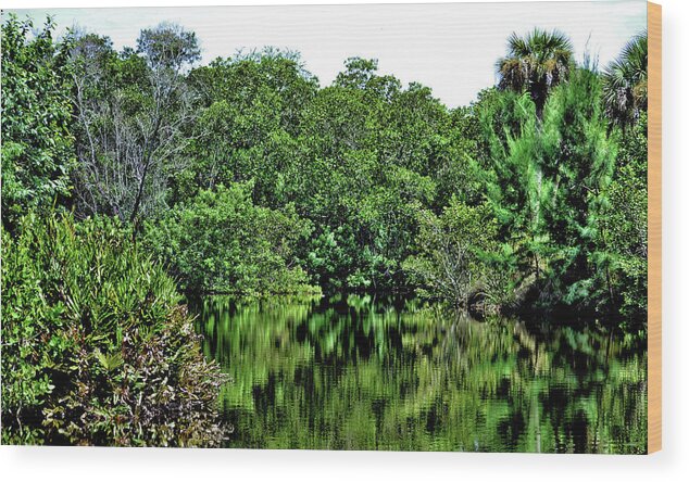 Trees Wood Print featuring the photograph Forest Reflection by Debra Kewley