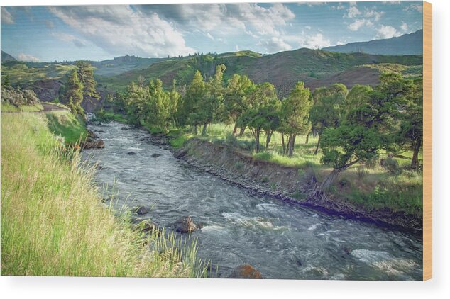 Yellowstone National Park Wood Print featuring the photograph Golden Light Along the Yellowstone River by Marcy Wielfaert