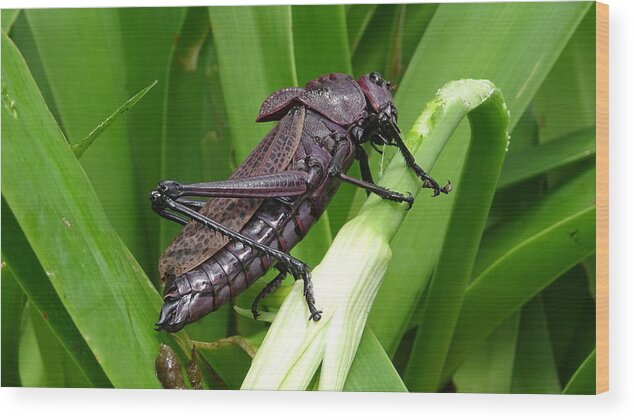  Wood Print featuring the photograph Grasshopper by Stanley Vreedeveld