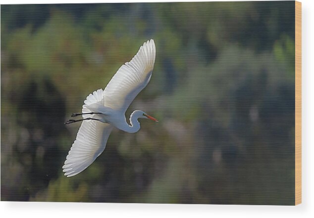 Great White Egret Wood Print featuring the photograph Great White Egret 2 by Rick Mosher