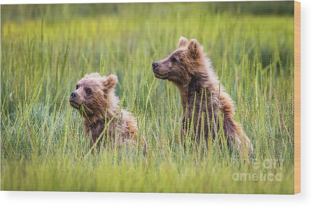 Grizzly Wood Print featuring the photograph Grizzly cubs by Lyl Dil Creations