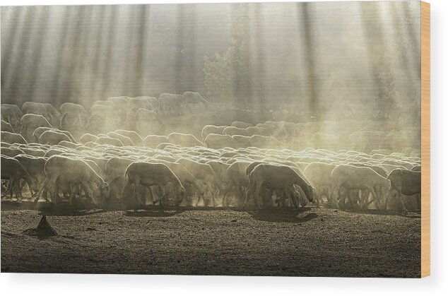 Grass; Wood Print featuring the photograph Herd Sheep In The Forest by Deyan Georgiev
