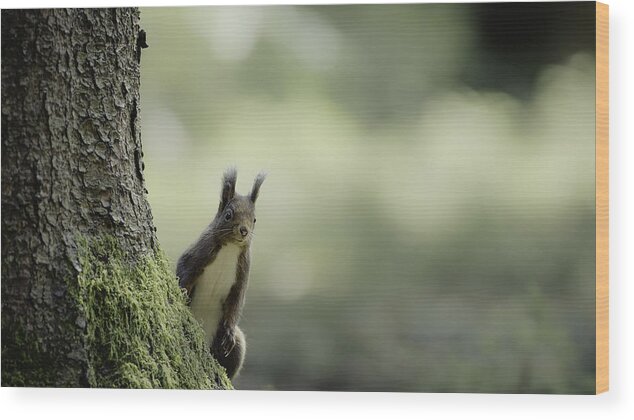 Squirrel Wood Print featuring the photograph Here I Am by Hannes Bertsch