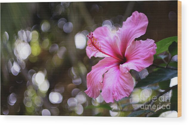 Beautiful Wood Print featuring the photograph Hibiscus Flower Bloom by Pablo Avanzini