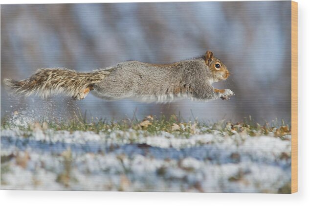 Speed Wood Print featuring the photograph High Speed Squirrel :) by Mircea Costina