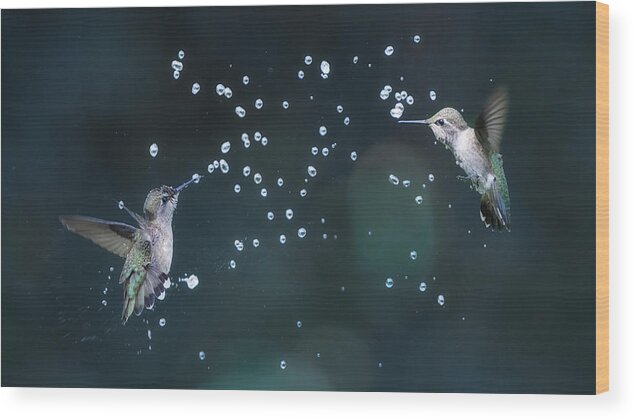 Hummingbird Wood Print featuring the photograph Hummingbirds Play With Water Droplets by Aidong Ning