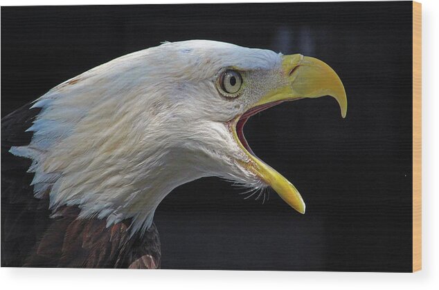 Bald Eagle Wood Print featuring the photograph If You Want to Be Free, Be Free by Michael Allard