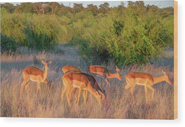 Impala Wood Print featuring the photograph Impalas of Botswana, Painterly by Marcy Wielfaert