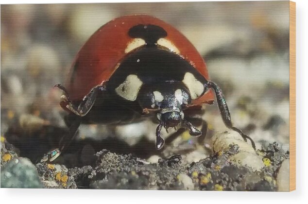 Ladybug Wood Print featuring the photograph Ladybug Macro Photography by Delynn Addams