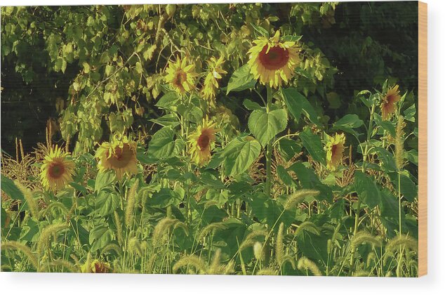 Sunflowers In A Cornfield Wood Print featuring the photograph Late Summer Sunflowers by Kristin Hatt