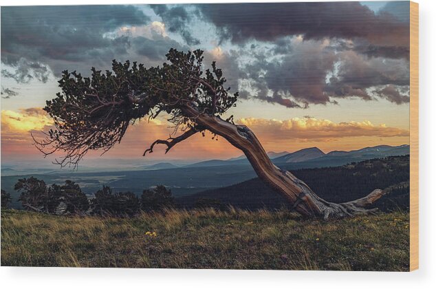 Bristlecone Wood Print featuring the photograph Little Bristlecone Pine at Sunset by David Soldano