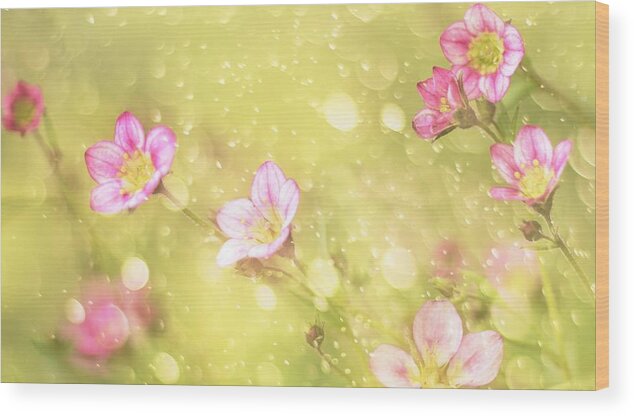 Macro Wood Print featuring the photograph Little Pink by Delphine Devos