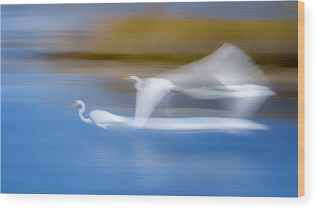 Animal Wood Print featuring the photograph Long Exp Egret #3 by Siyu And Wei Photography