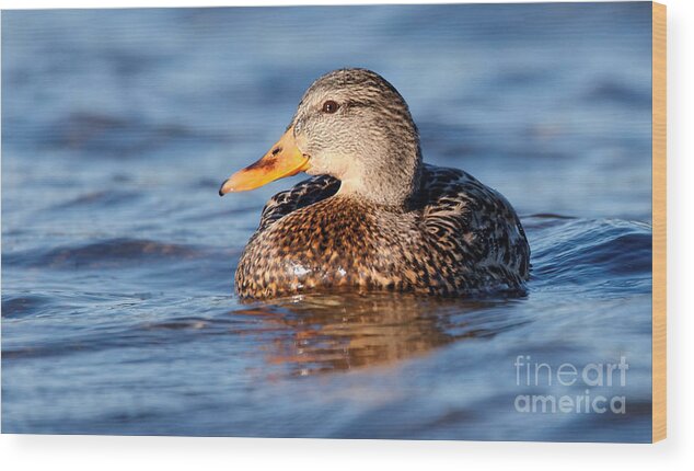 Mallard Wood Print featuring the photograph Mallard Duck Relaxing by Sue Harper