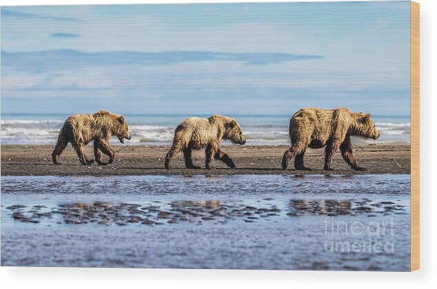 Bear Wood Print featuring the photograph Mama bear and her two cubs on the beach by Lyl Dil Creations