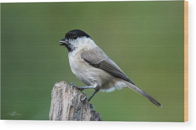 Marsh Tit Wood Print featuring the photograph Marsh Tit's Profile by Torbjorn Swenelius