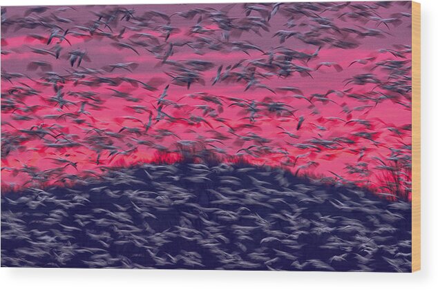 Geese Wood Print featuring the photograph Migrating Snow Geese In Slow Motion by Jane