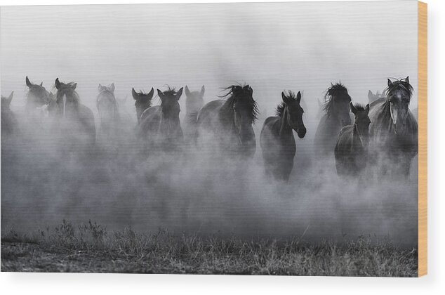 Horses Wood Print featuring the photograph Mustangs by Yavuz Pancareken