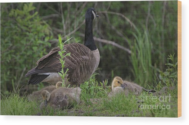 Canadian Geese And Goslings Wood Print featuring the photograph Nature's Gift by Mary Lou Chmura