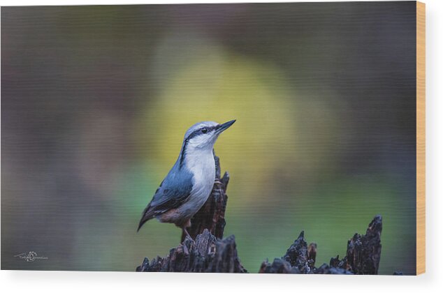 Nuthatch Wood Print featuring the photograph Nuthatch on the spot by Torbjorn Swenelius