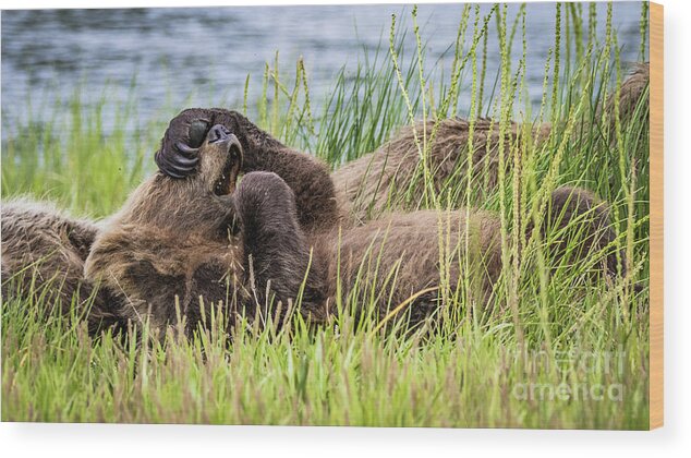 Grizzly Wood Print featuring the photograph Oh my God... by Lyl Dil Creations