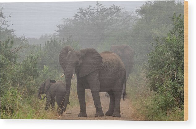 Hluhluwe-imfolozi Park Wood Print featuring the photograph Out of the Fog in Hluhluwe by Marcy Wielfaert