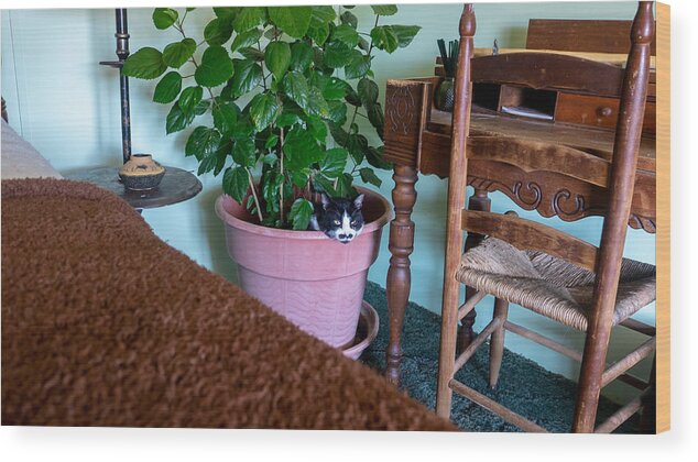 Cat Wood Print featuring the photograph Out Pops the Cat by Ivars Vilums