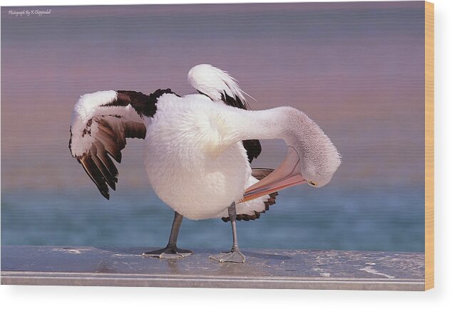 Pelicans Wood Print featuring the digital art Pelican show off 05 by Kevin Chippindall