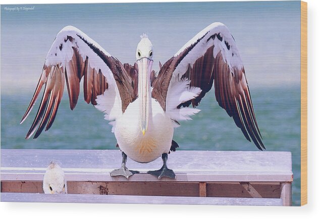 Pelicans Wood Print featuring the digital art Pelican wings of beauty 9724 by Kevin Chippindall