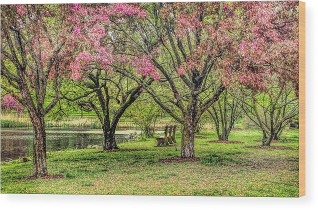 Bruce Park Wood Print featuring the photograph Pink blossoms in Greenwich Connecticut by Cordia Murphy