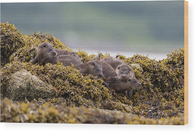 Otter Wood Print featuring the photograph Playful Four Otters by Pete Walkden