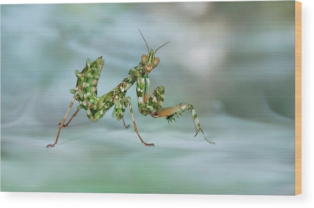 Macro Wood Print featuring the photograph Posing by Jimmy Hoffman