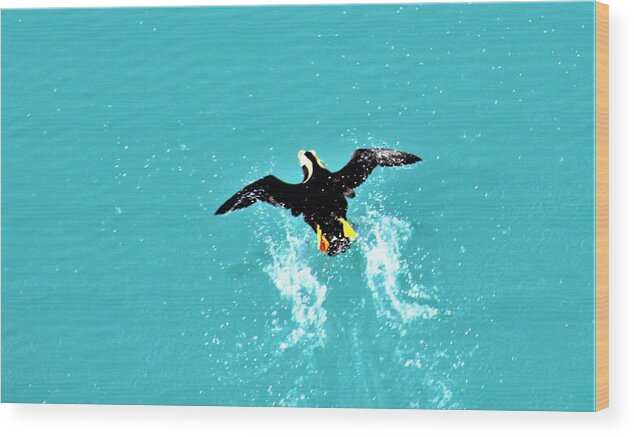 Puffin Wood Print featuring the photograph Puffin Takeoff by FD Graham